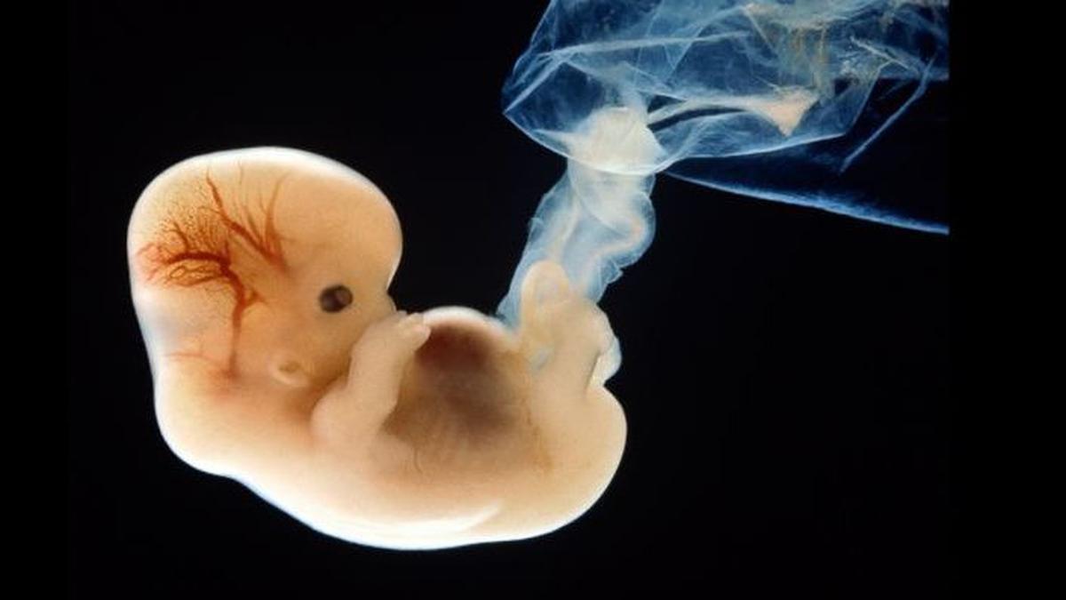 Embriologi dalam Al-Qur'an: Bagaimana Ilmu Modern Membenarkan Ayat tentang Janin?