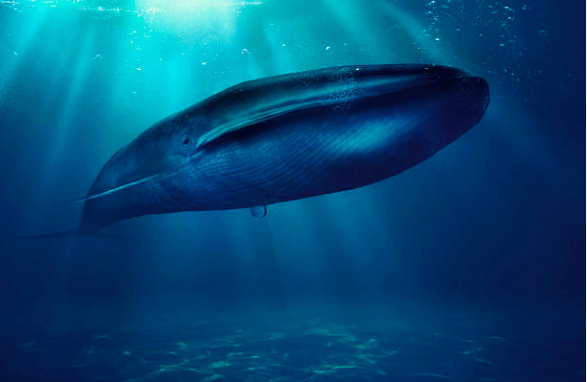 Kisah Nabi Yunus dalam Perut Ikan: Fakta Ilmiah yang Mengejutkan